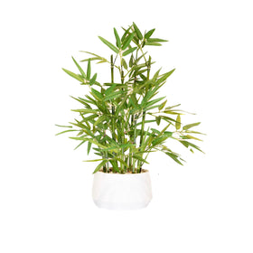365 Blooming Decor 18-inch bamboo tree in white pot adds timeless elegance to any room
