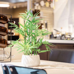 365 Blooming Decor bamboo plant for home or office creates serene ambience