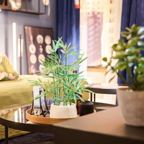 365 Blooming Decor decorative bamboo plant evokes luck and balance in spaces