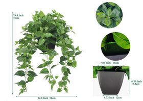 365 Blooming Decor Pothos Ivy in black pot for instant styling