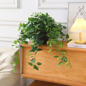 365 Blooming Decor Pothos Ivy indoors enhances living room decor