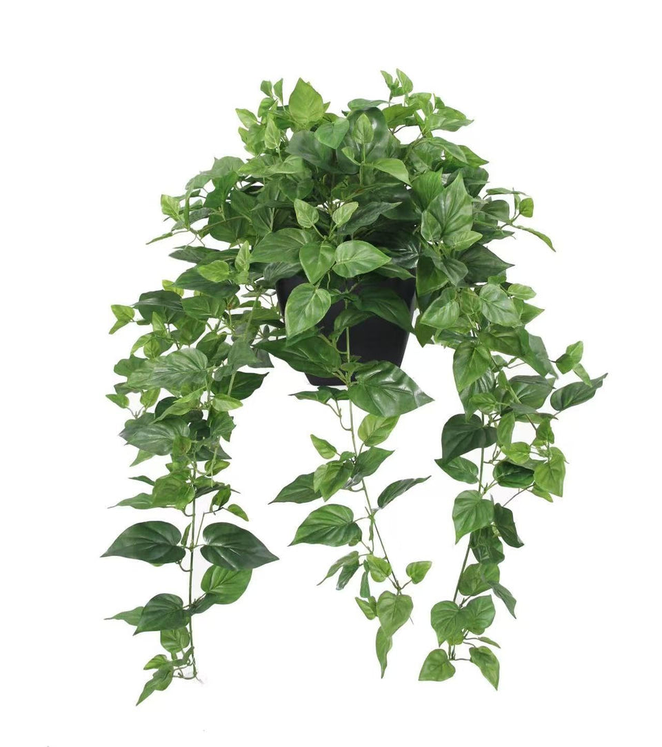 365 Blooming Decor Pothos Ivy leaves close-up for vibrant indoor display