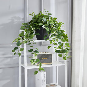 365 Blooming Decor Pothos Ivy top view shows full canopy