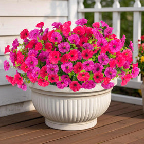ADXORA Morning Glory bundles for outdoor display with UV-resistant color