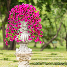 ADXORA two-bundle set ideal for porches, patios, and office decor