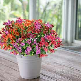 ADXORA silk daisies brighten porch without watering or pruning