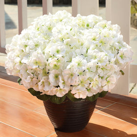 AGIRL UV-resistant geraniums keep color through sun and rain.