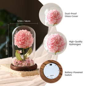 AIMEYE dust-proof glass cover protects the bloom while remaining decorative.