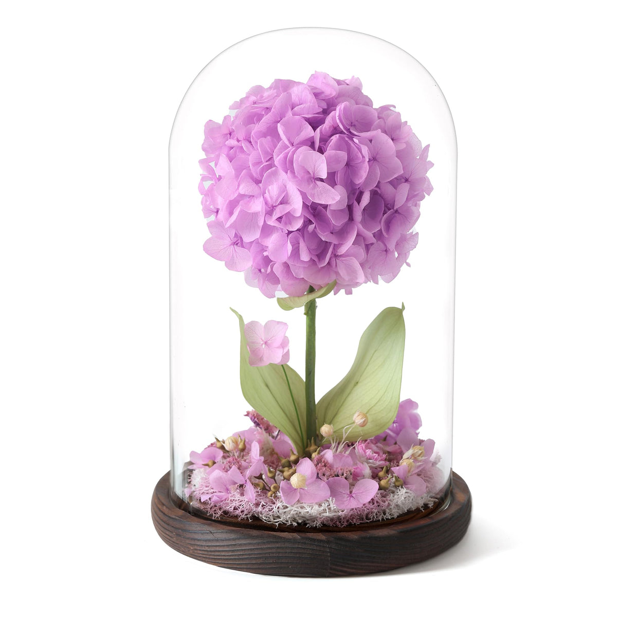 AIMEYE Forever Hydrangeas under a glass dome for a dust-free display.