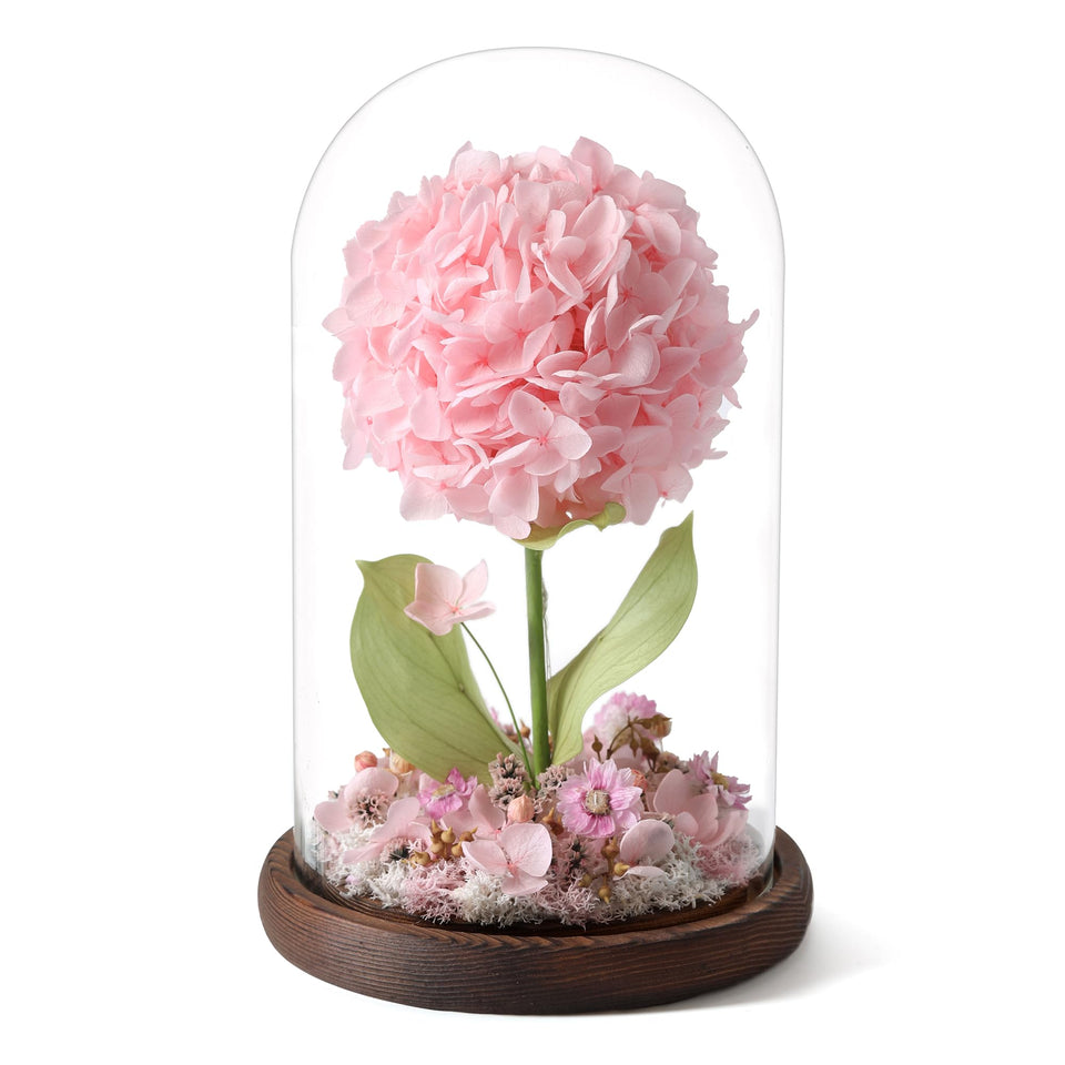 AIMEYE Forever Hydrangeas under glass dome, add timeless elegance to any desk.