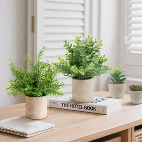 ALAGIRLS small succulents in pulp pot brighten a desk or shelf