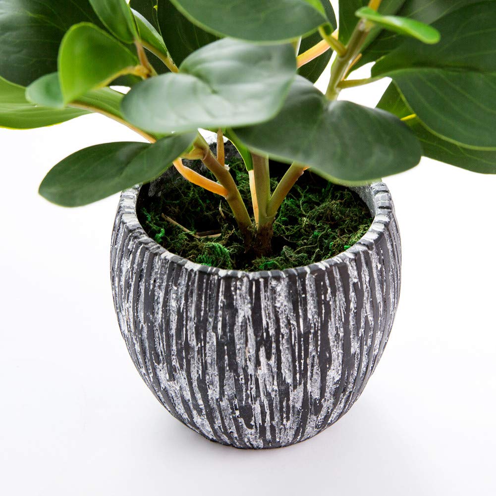 AlphaAcc fiddle leaf fig close-up leaves showing lifelike texture.