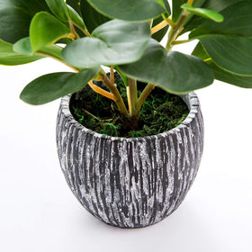 AlphaAcc fiddle leaf fig close-up leaves showing lifelike texture.