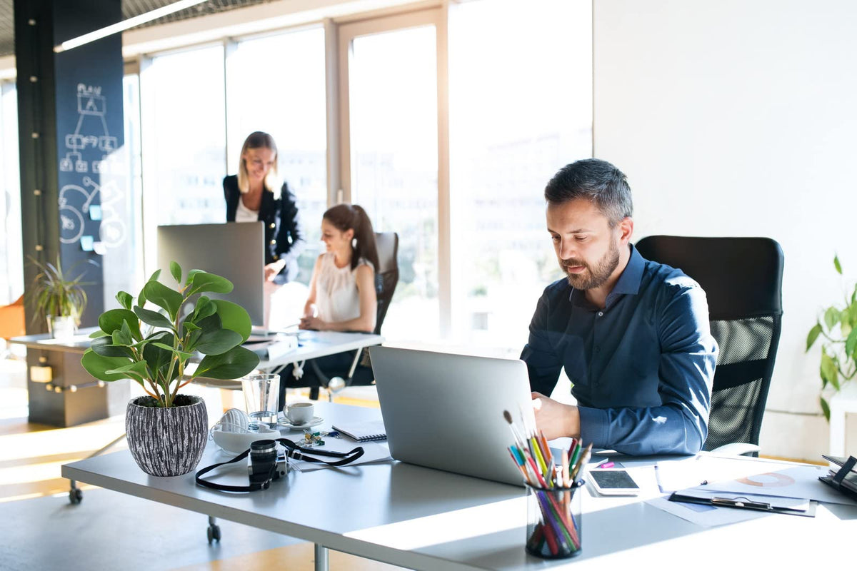 AlphaAcc fiddle leaf fig on desk creating stylish office decor.