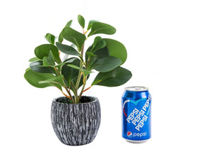 AlphaAcc maintenance-free plant requires no watering or sunlight.