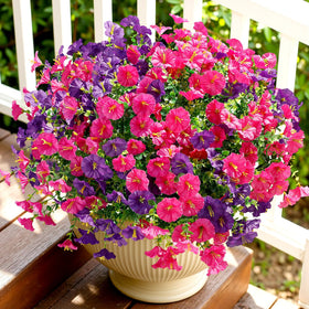 Alupssuc morning glory purple petals for sunlit outdoor planters.