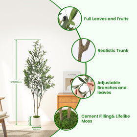 Alupssuc olive tree in black pot showcases easy indoor setup