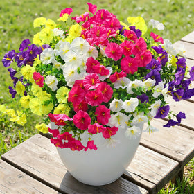 Alupssuc deep purple blooms add contrast to borders.