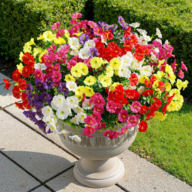 Alupssuc five-color mix offers versatile palettes for garden displays.