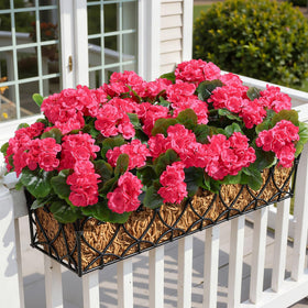 Alupssuc geraniums suitable for privacy screens on ground-floor windows.