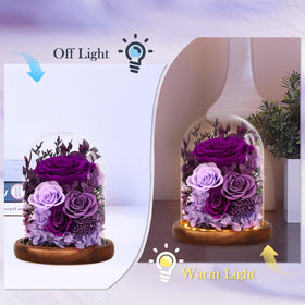 Alupssuc LED base bathes the rose in warm ambient light.