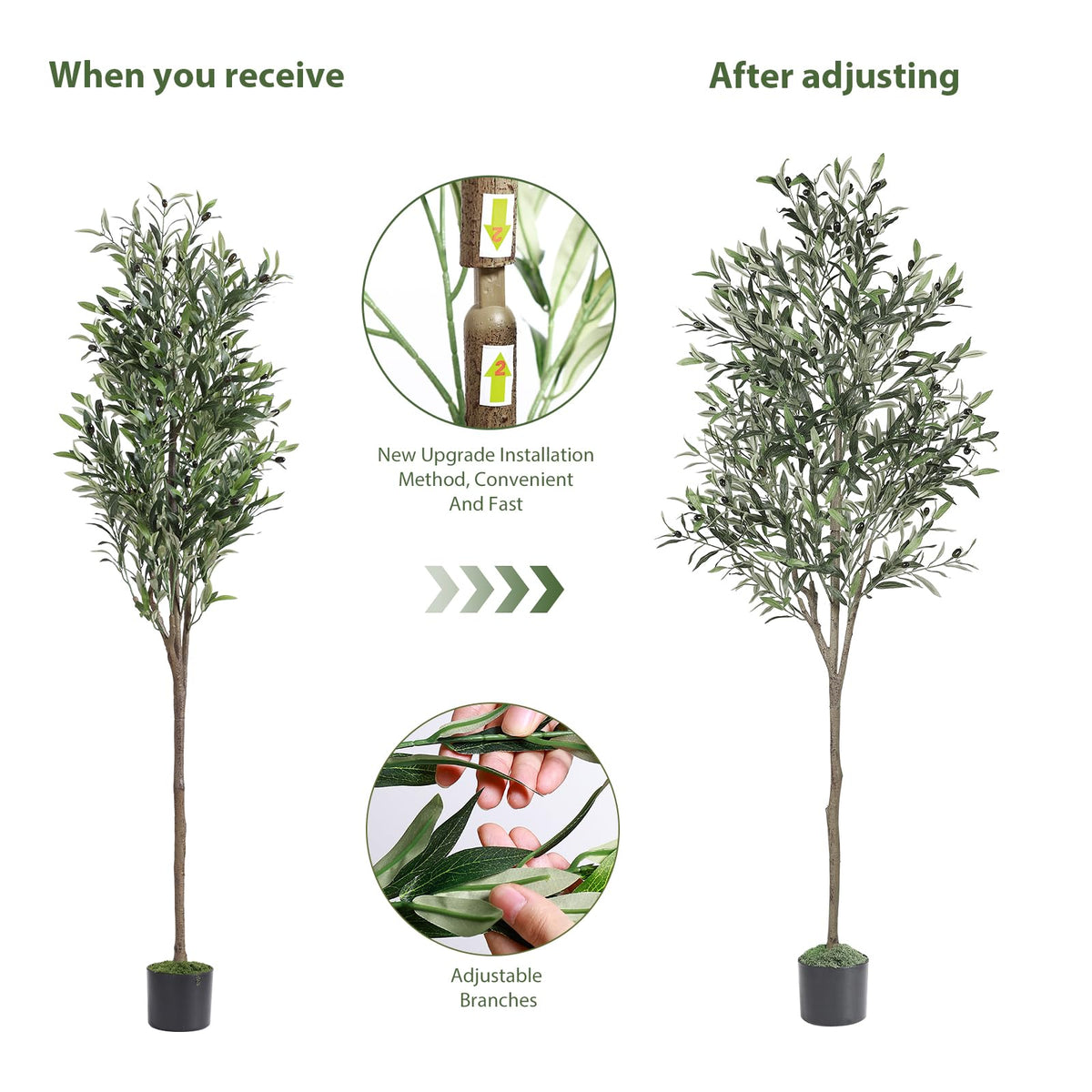 Alupssuc olive tree in a living room setup shows simple placement.