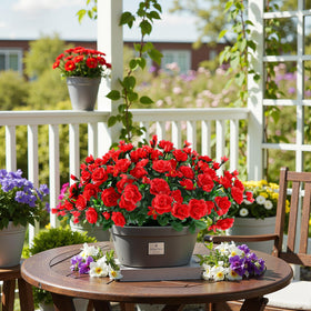 Alupssuc red camellias add a striking outdoor color accent.