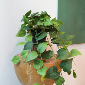 Alyptus 2-pack hanging plants ideal for shelves, walls, or windows.