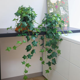 Alyptus bathroom ivy greenery brightens the space
