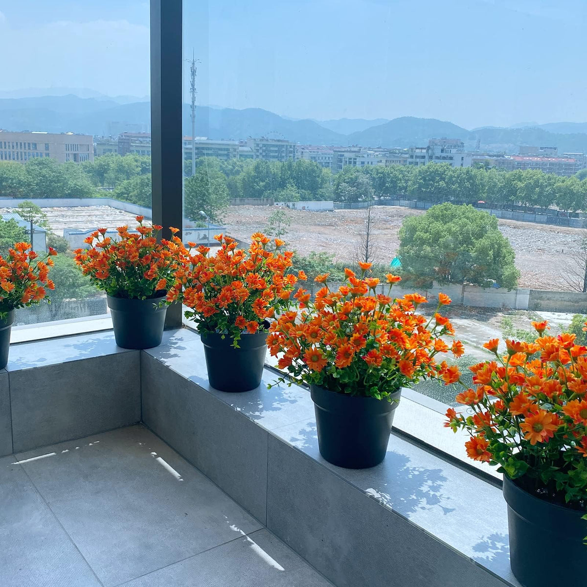 Alyptus garden porch Windowsill arrangement for versatile decor.