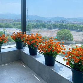 Alyptus garden porch Windowsill arrangement for versatile decor.