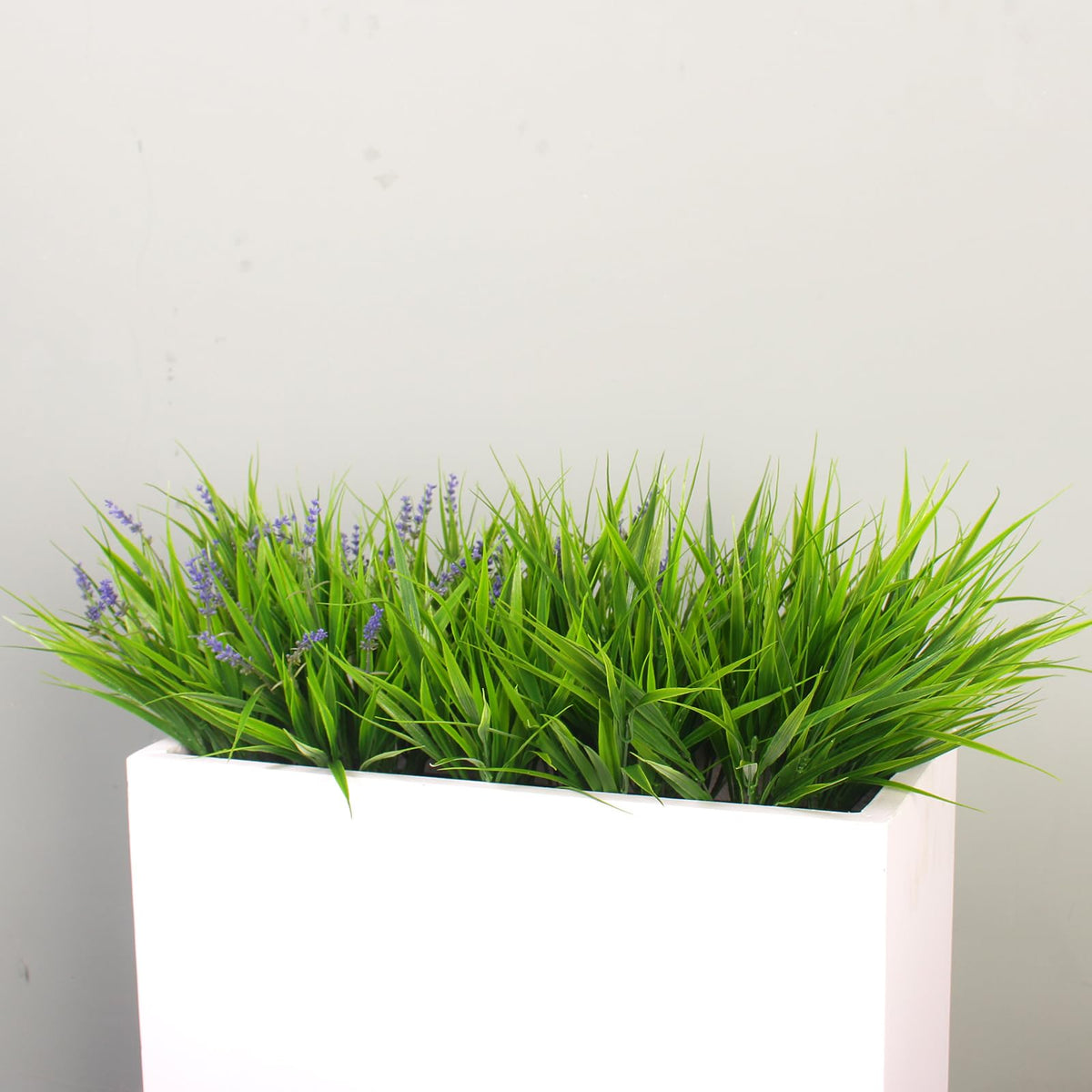 alyptus 24 bundles provide dense coverage for pots, beds, or pathways