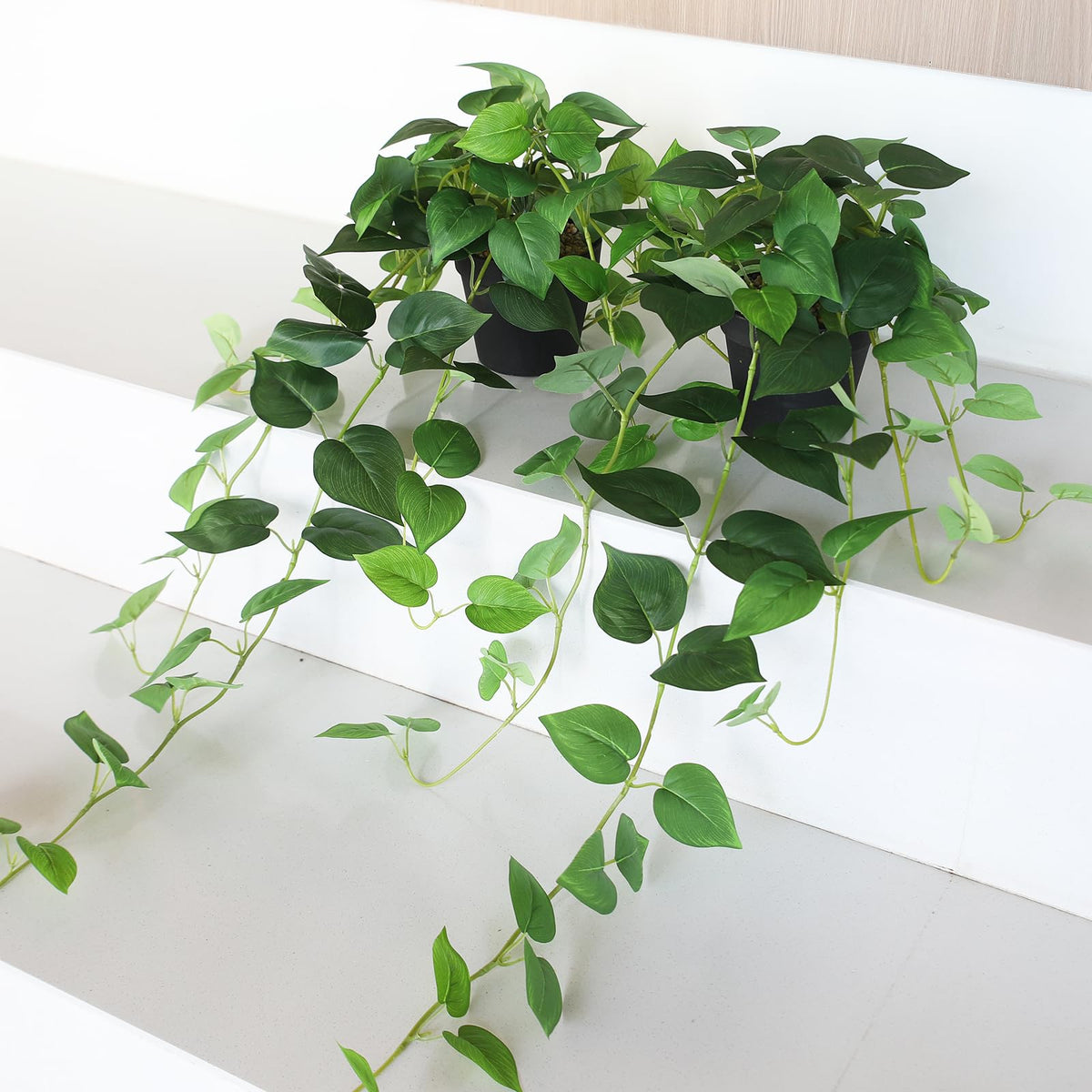 Alyptus pothos pair suited for bathrooms or offices with low maintenance.