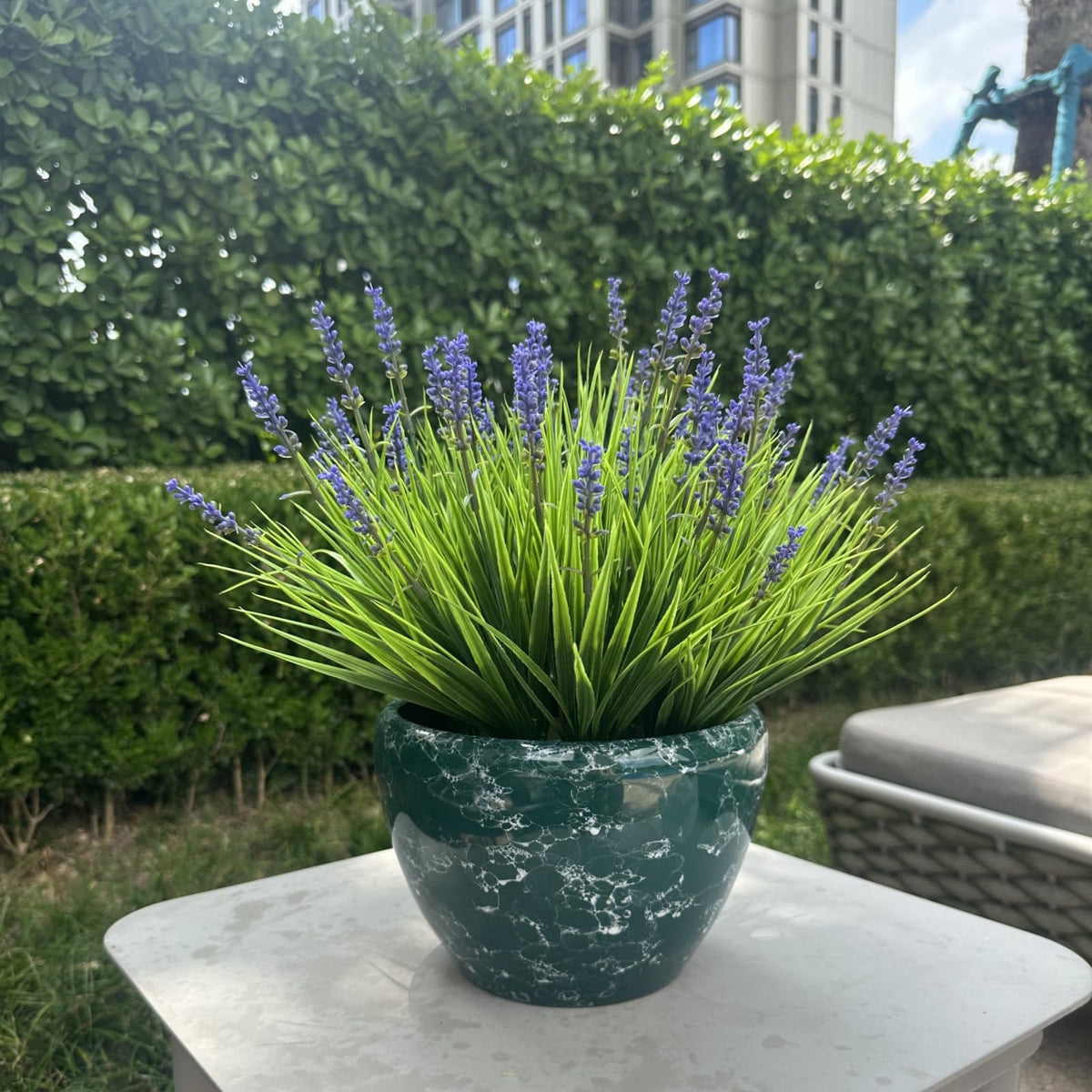 alyptus no-maintenance greenery stays vibrant without watering or pruning
