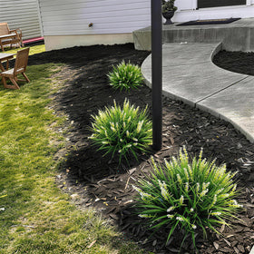 Alyptus 12 bundles provide dense coverage for large planters and garden beds.