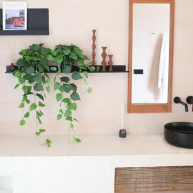 Alyptus pothos leaves removable for quick dusting and arrangement.