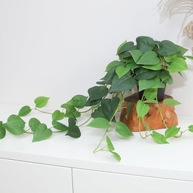 Alyptus pothos plants in decorative pot enhances small spaces with easy care.