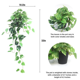 Alyptus pots with plants on a shelf brighten spaces without watering.