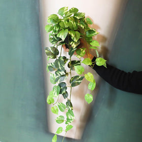 Alyptus decor fits boho to minimalist spaces with ease.