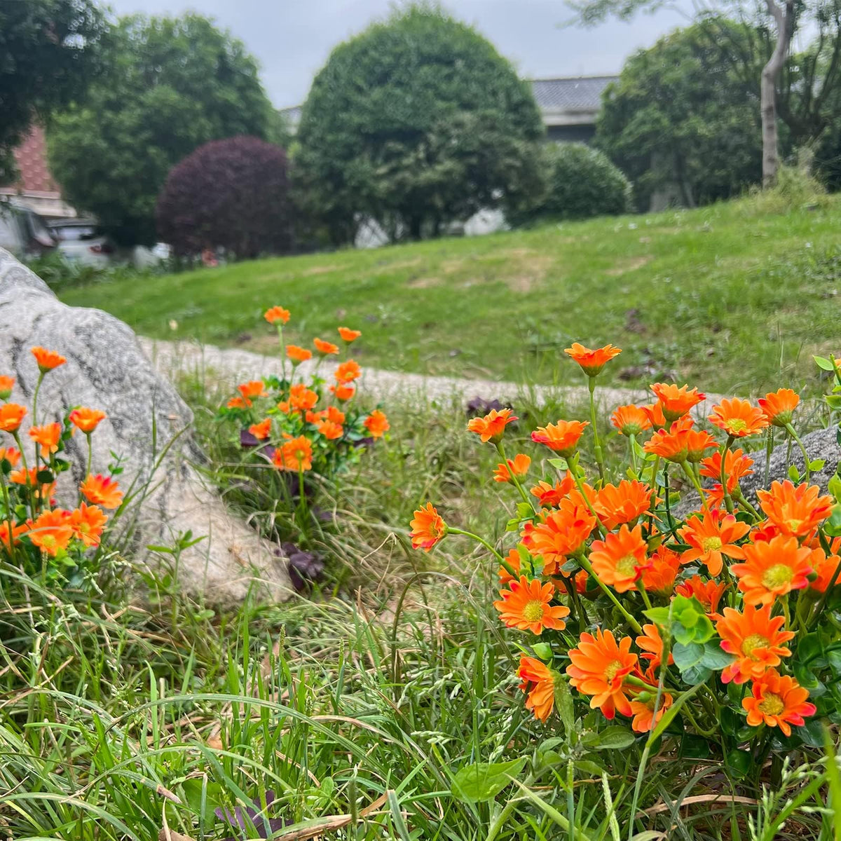 Alyptus orange daisies for wedding decor and reception details.