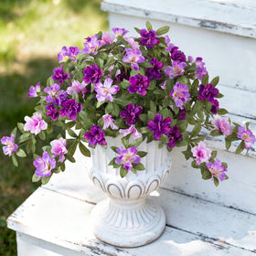 Ammyoo azalea gift idea ready-to-display arrangement for gifting