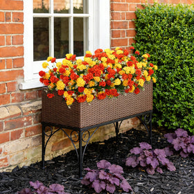 Ammyoo outdoor marigolds in hanging baskets add instant color to balconies.