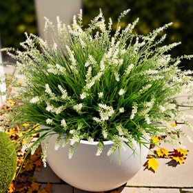Ammyoo artificial monkey grass for outdoor porch adds year-round greenery.
