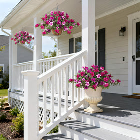 Ammyoo two-pack azalea set enhances curb appeal year-round.