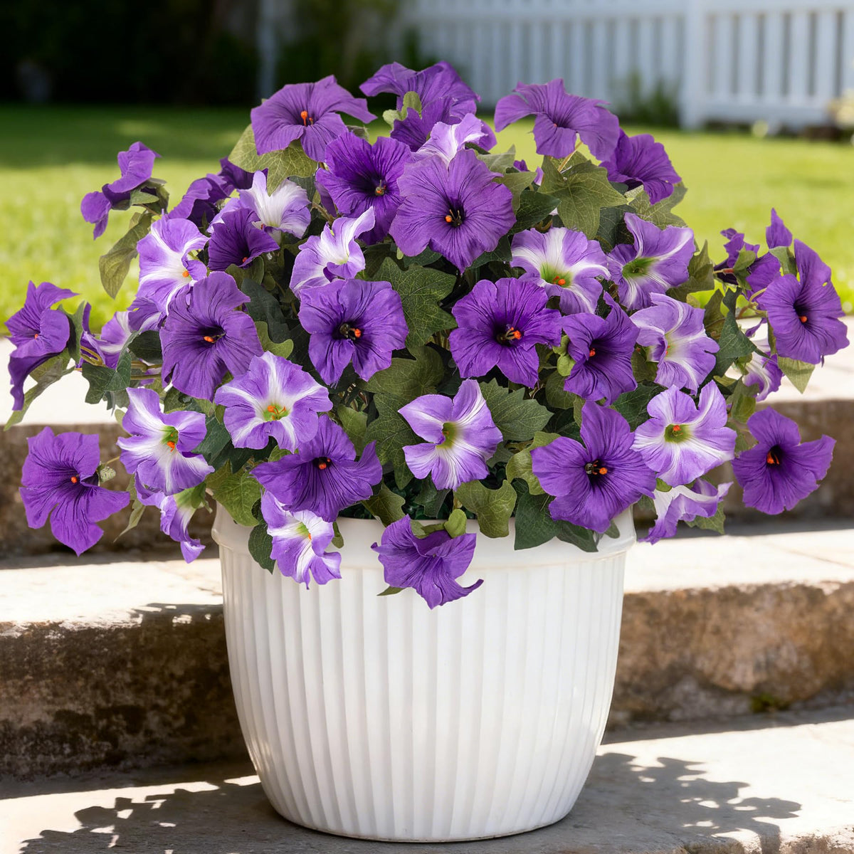 Ammyoo Petunias arrangement ready for porch or indoor display