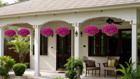 Ammyoo fuchsia blooms brighten outdoor spaces all season.