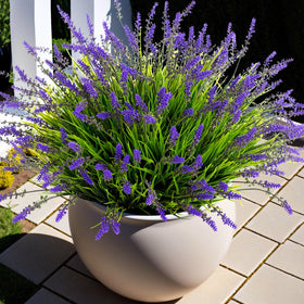 Ammyoo monkey grass 17-inch bundle for porch display, lush and low maintenance.
