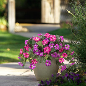Ammyoo outdoor porch display adds year round color