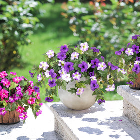 Ammyoo UV protected petunia flowers for porch decor