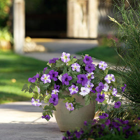 Ammyoo maintenance-free petunia flowers for all-season use